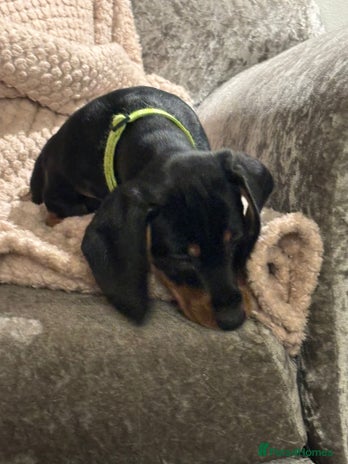 Dachshund dogs - Advert 16