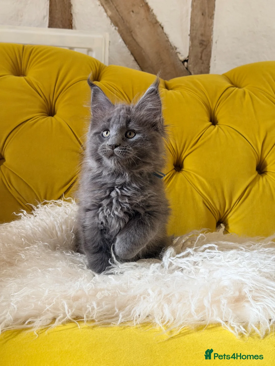 Maine Coon cats for sale: READY TO LEAVE MONDAY 🐈‍⬛ GIANT MAINE COONS 🐈‍⬛  - Advert 1