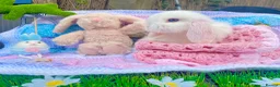 Mini Lop rabbits for sale: Pure bred Mini Lops - Advert 3
