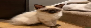Ragdoll 3