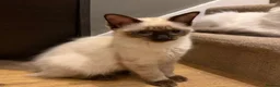 Ragdoll cats for sale: Ragdoll kittens  - Advert 16