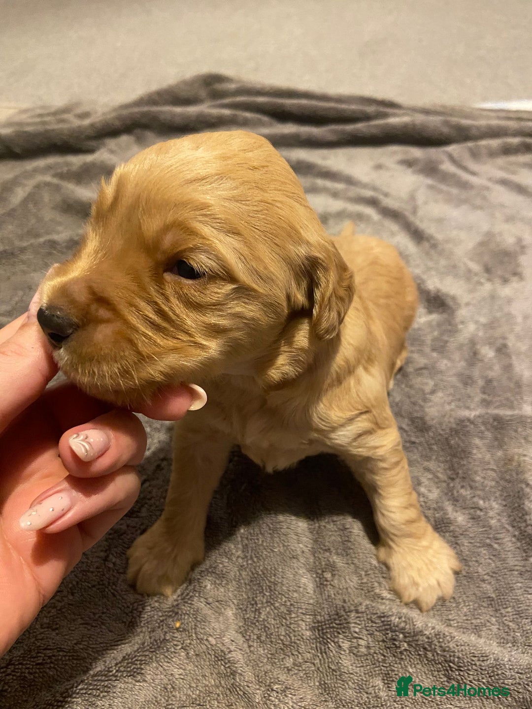 Mini Goldendoodle dogs for sale: F2 mini golden doodle puppies.  - Advert 22