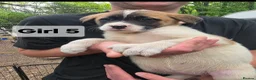 Mixed Breed dogs for sale: 9 (2 LEFT) Beautiful Akita x puppies for sale - Advert 2