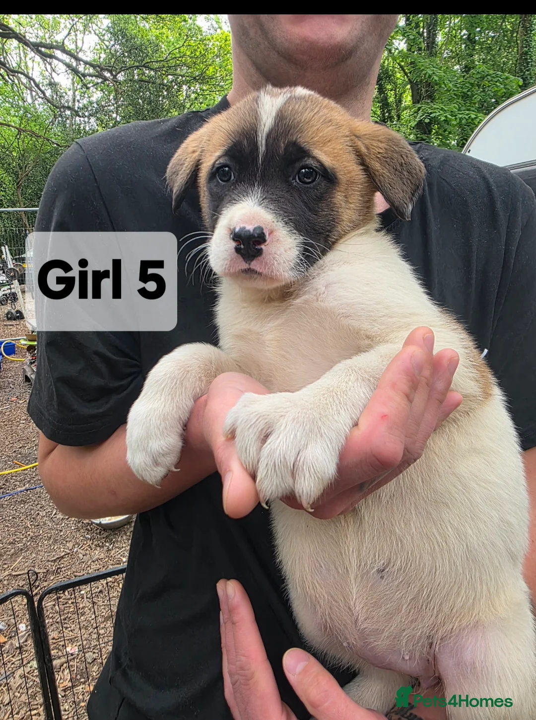 Mixed Breed dogs for sale: 9 (2 LEFT) Beautiful Akita x puppies for sale - Advert 2