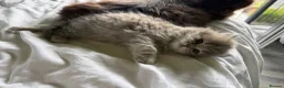 British Longhair cats for sale: Luxury British Longhair Kitten | TICA Registered - Advert 5