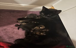 Domestic Shorthair cats for sale: Little ones  - Image 12