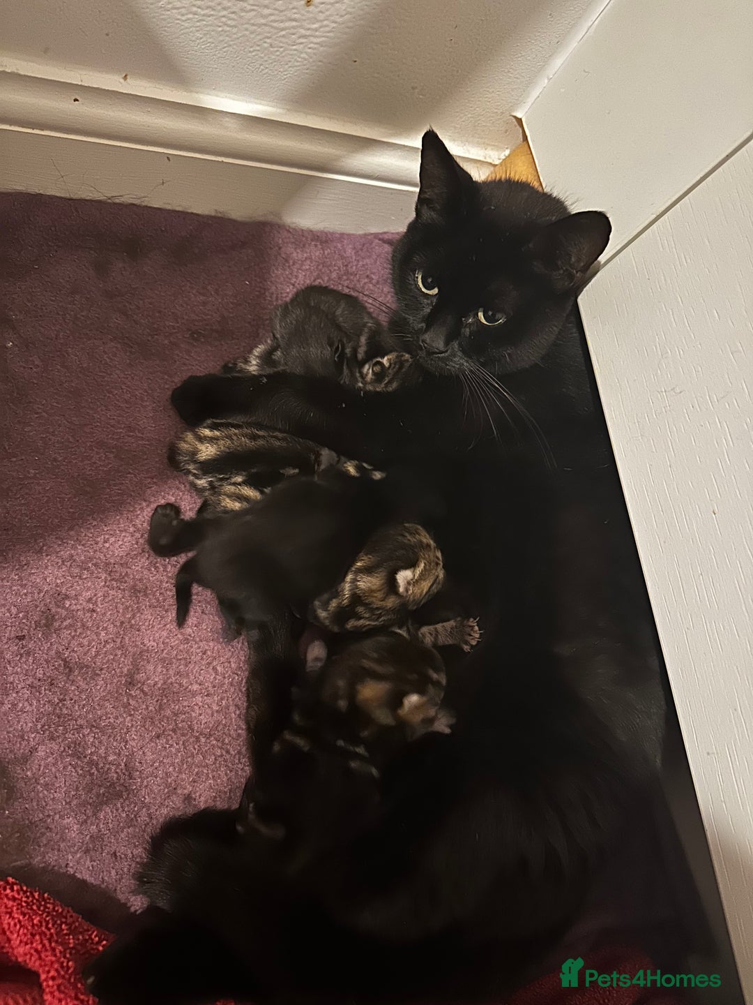 Domestic Shorthair cats for sale: Little ones  - Image 12