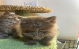 British Longhair cats for sale: Purebred Chocolate British longhair  kittens  - Image 8