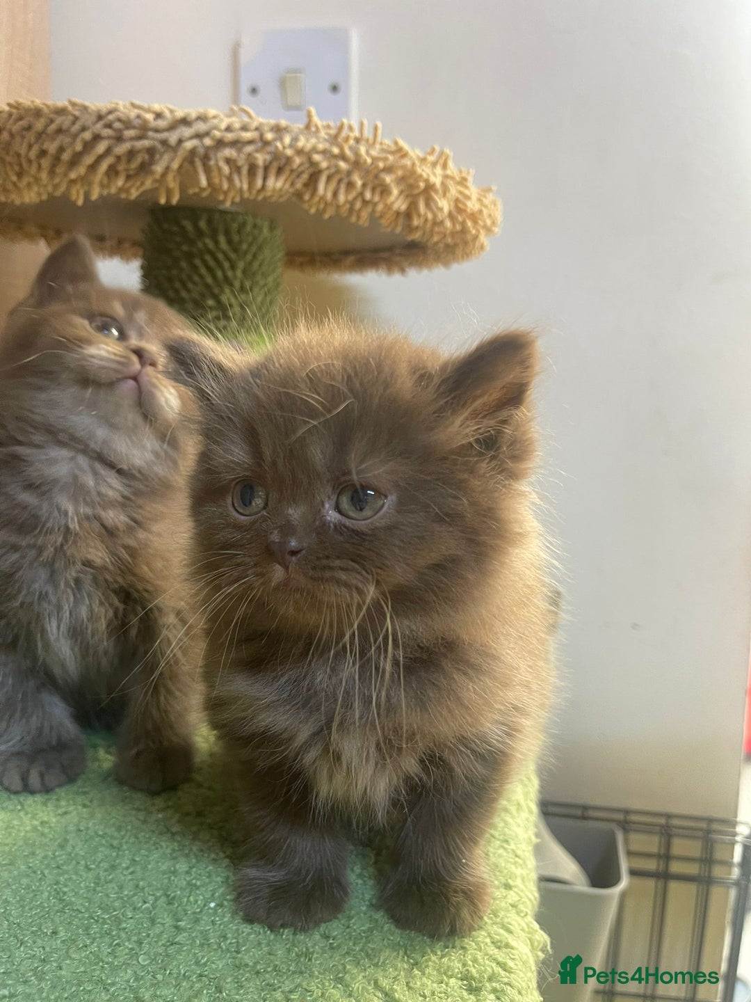 British Longhair cats for sale: Purebred Chocolate British longhair  kittens  - Image 8