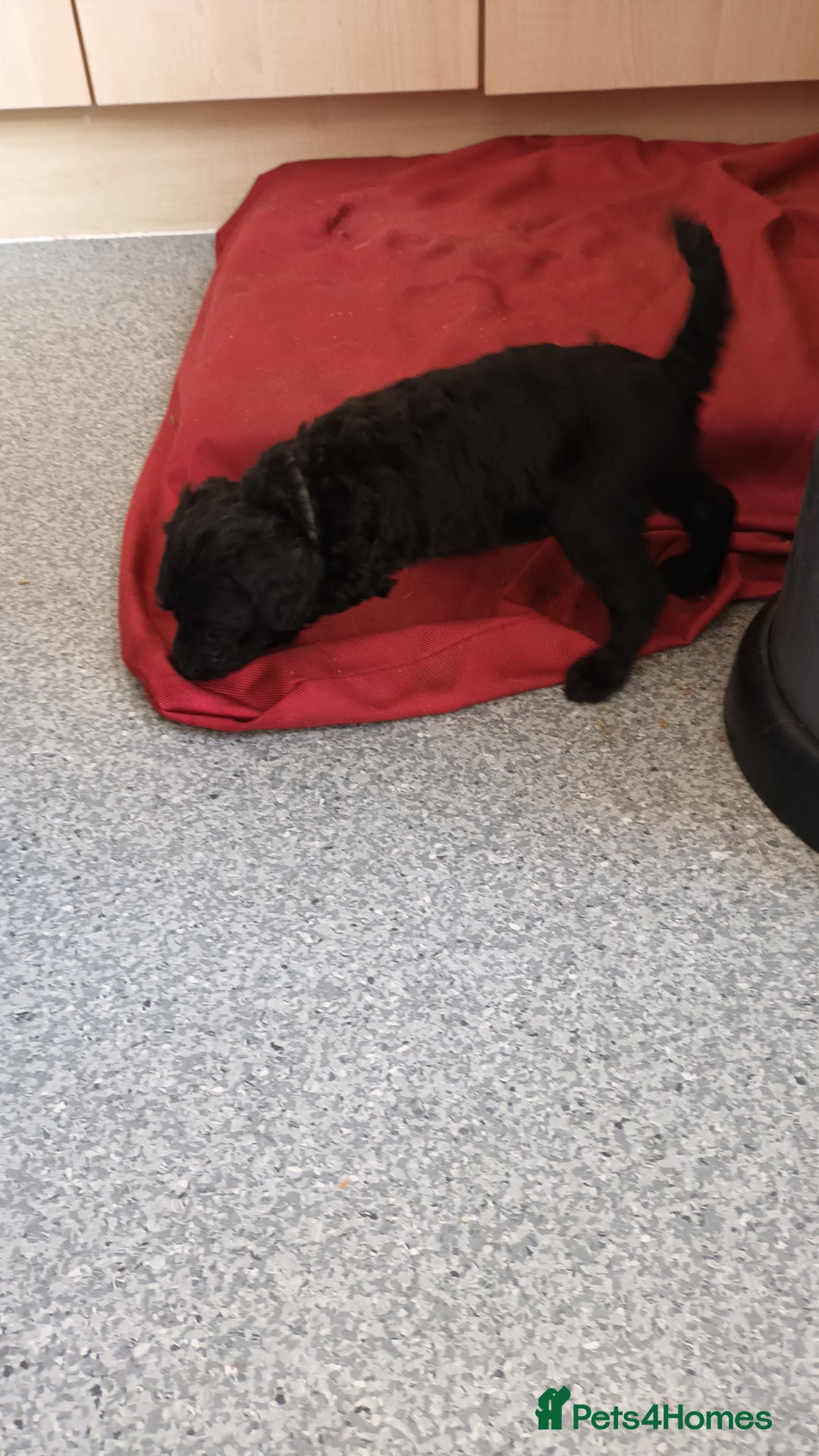 Labradoodle dogs for sale: F,1,B Standard labradoodles - Image 10