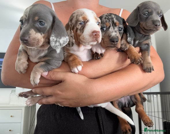 Miniature Dachshund dogs - Advert 7