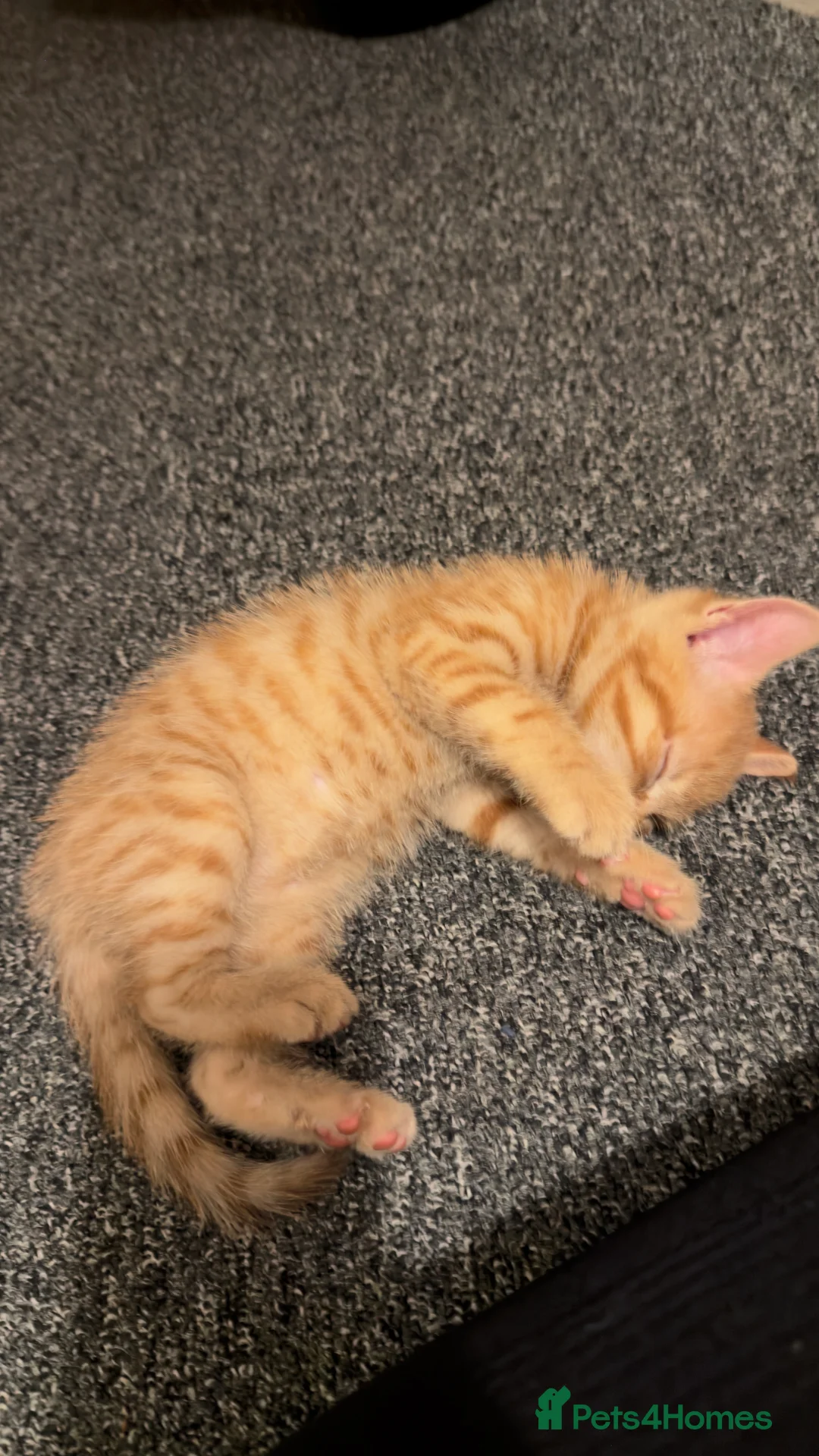 Mixed Breed cats for sale: Adorable male ginger kitten  - Advert 2