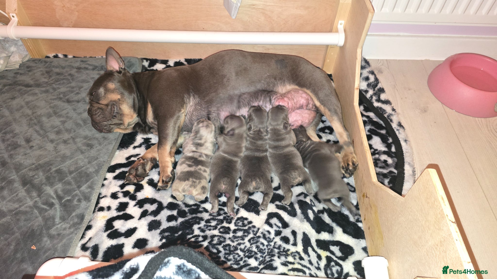 French Bulldog dogs 💙 stunning frenchie pups 💙  - Advert 1