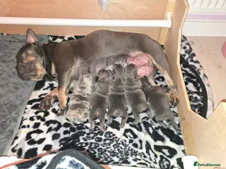 French Bulldog dogs 💙 stunning frenchie pups 💙 - Advert 16