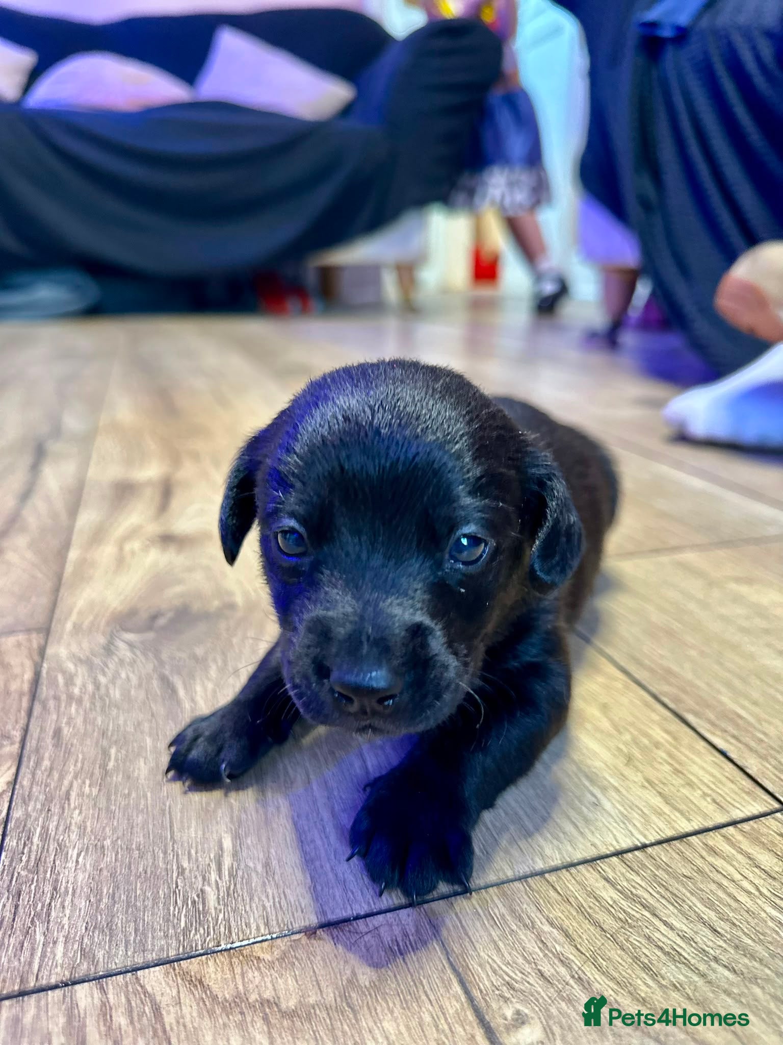 Mixed Breed dogs 🐾 ✨POMSKY X MINIATURE DACHSHUND PUPPIES ✨🐾 - Advert 2