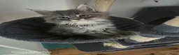 Maine Coon cats for sale: Stunning pure maine coons 1 boy and 1 girl left  - Advert 14