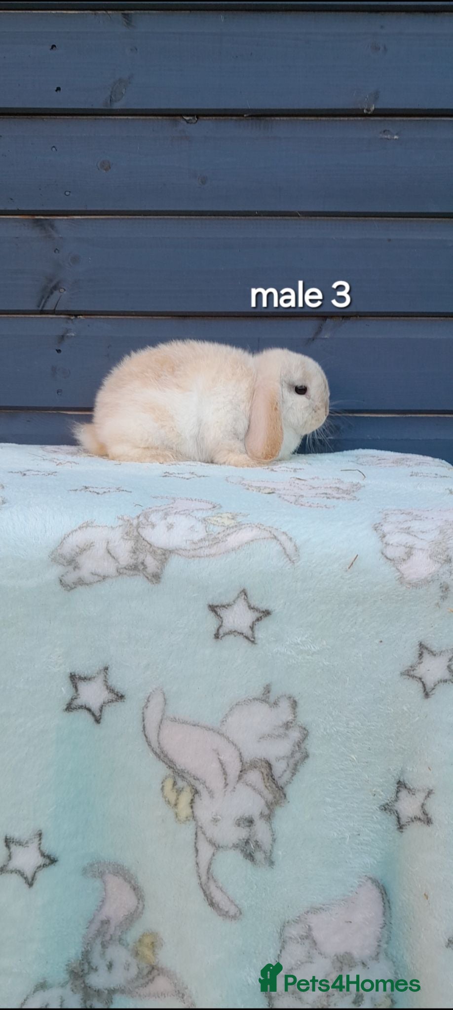 Mini Lop rabbits Purebred mini lop bunnies Last one - Advert 2