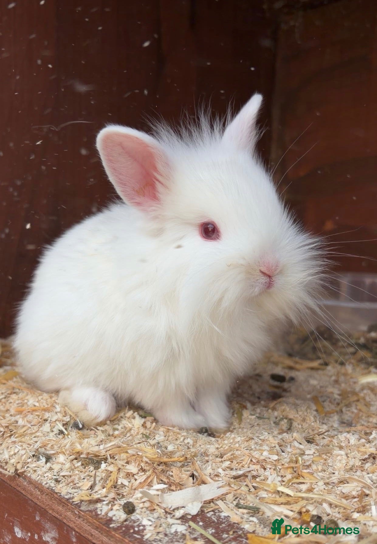 Mixed Breed rabbits miniature lionhead x netherland dwarf  - Advert 9