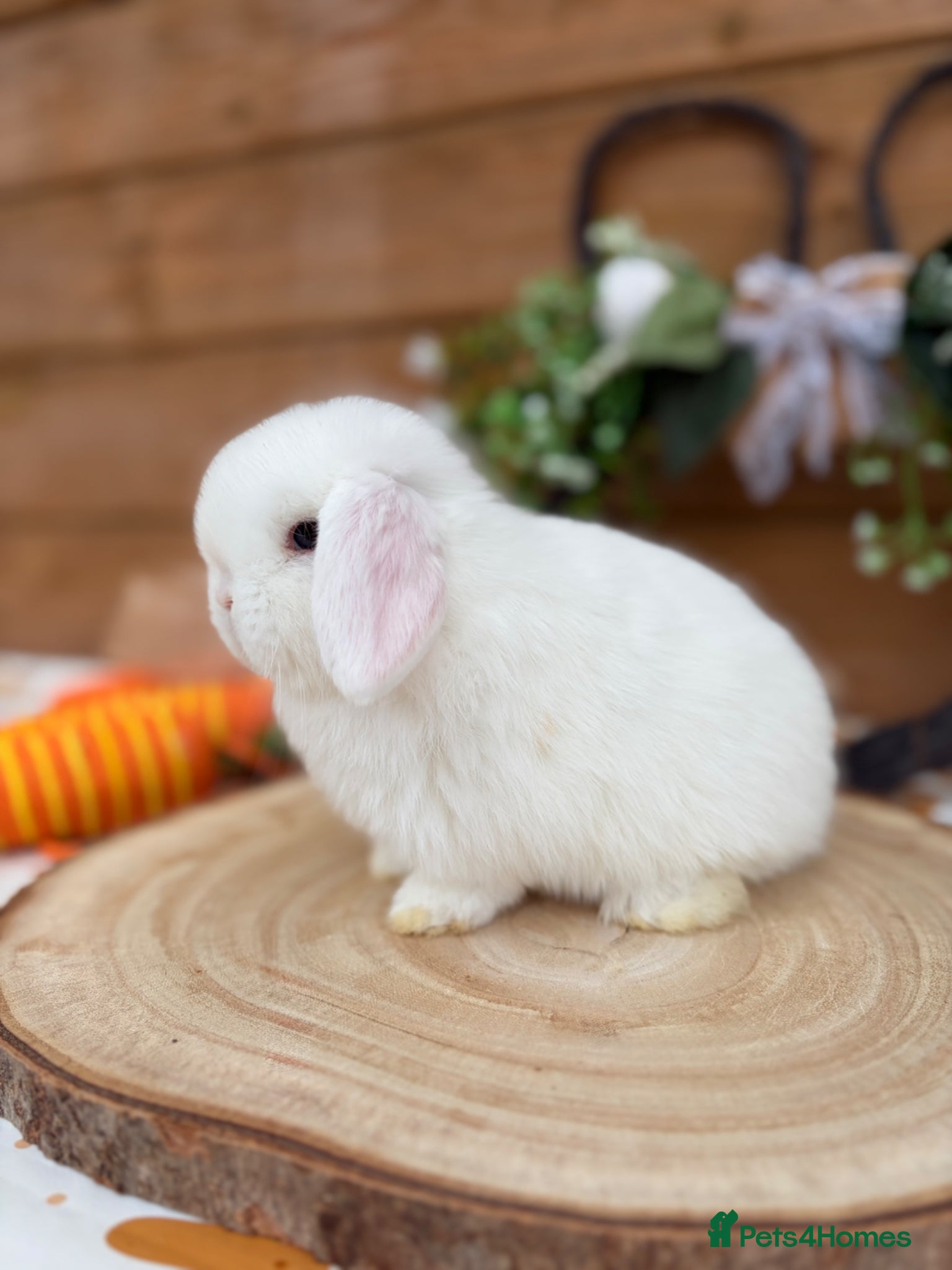 Mini Lop rabbits Well Socialised Mini Lop Babies  - Advert 1