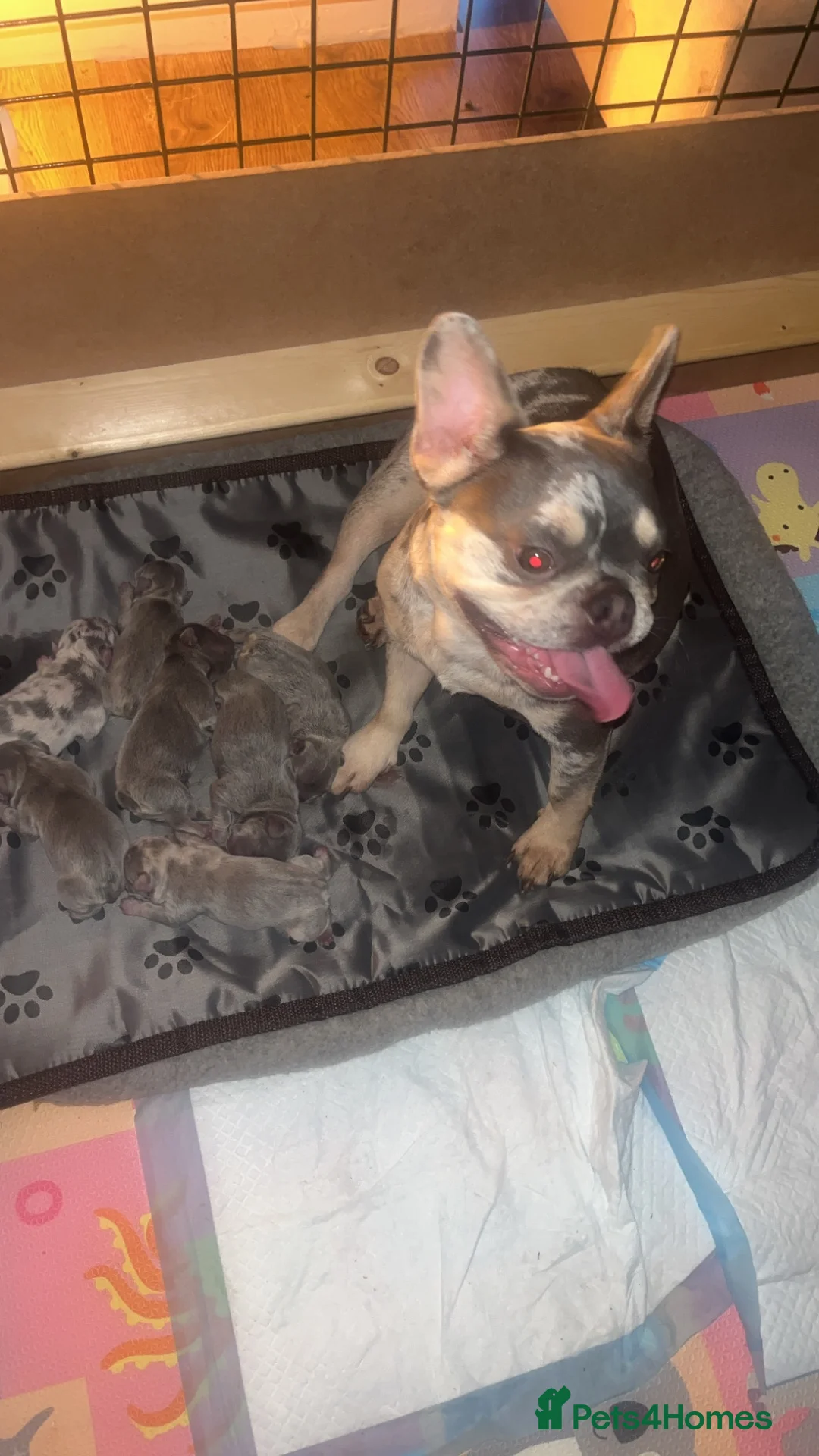 French Bulldog dogs for sale: *Beautiful DWKC Registered French Bulldog Puppies* - Advert 5