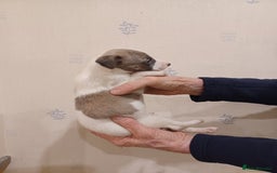 Whippet dogs for sale: Beautiful KC Reg Whippet Puppies - Advert 4