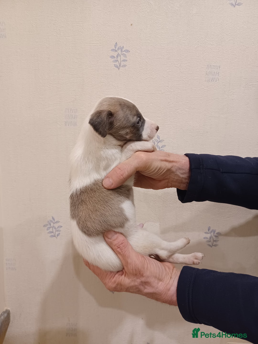 Whippet dogs for sale: Beautiful KC Reg Whippet Puppies - Advert 4