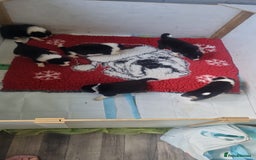 Border Collie dogs for sale: Border collie puppies  - Image 13