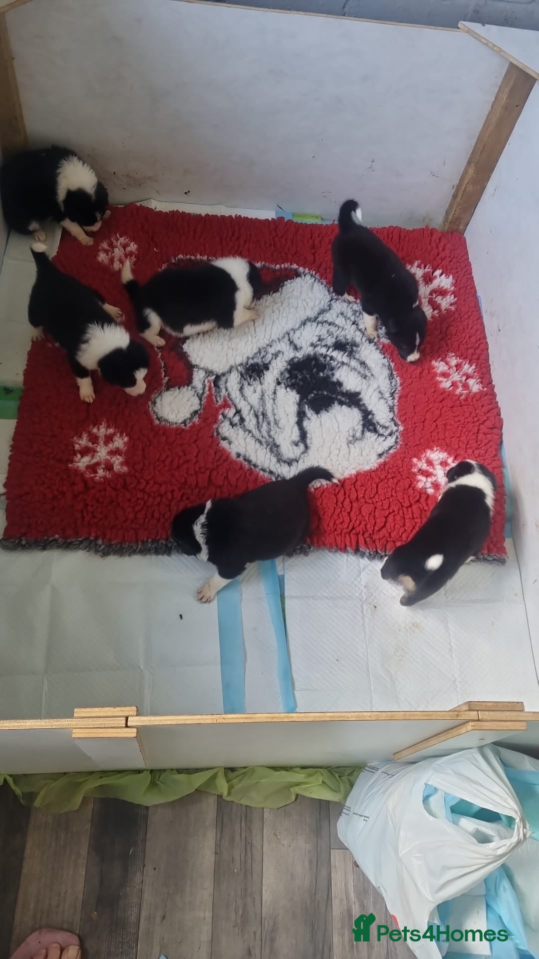 Border Collie dogs for sale: Border collie puppies  - Image 13