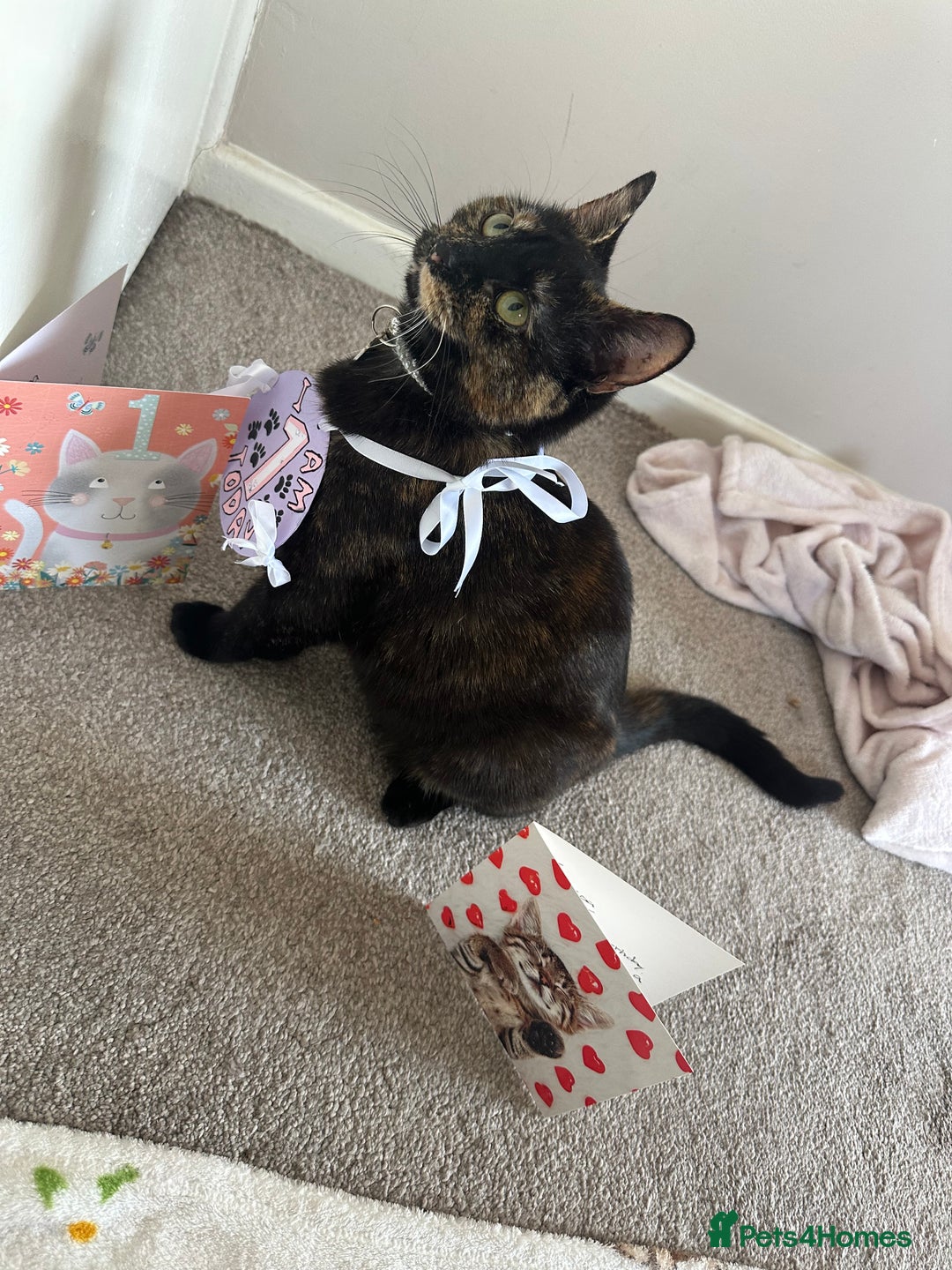 Domestic Shorthair cats for sale: 1yr old tortoiseshell looking for a loving home - Image 2