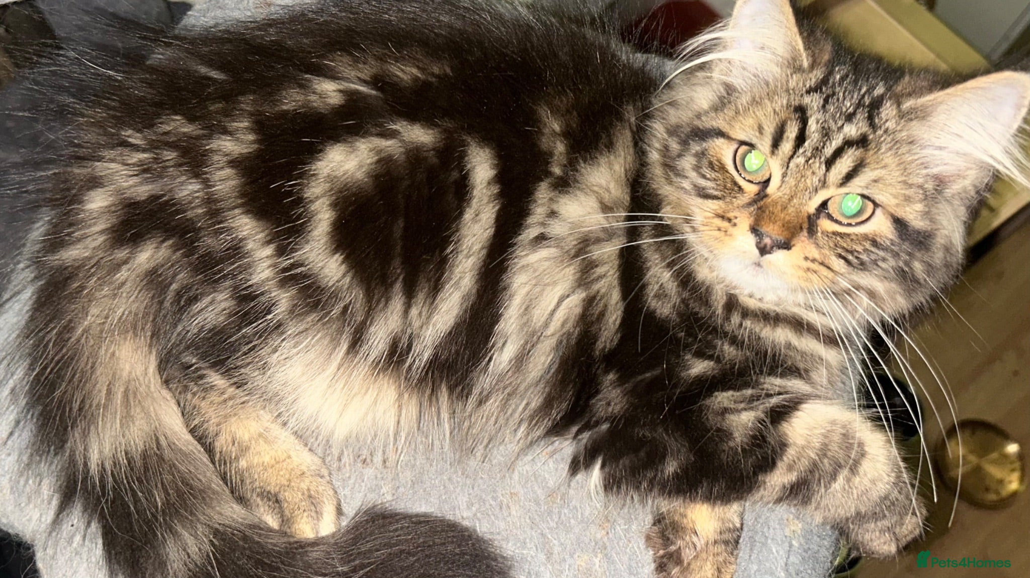 Persian cats 2 BOYS LEFT Now reduced  - Advert 14