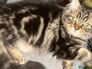 Persian cats 2 BOYS LEFT Now reduced - Advert 14