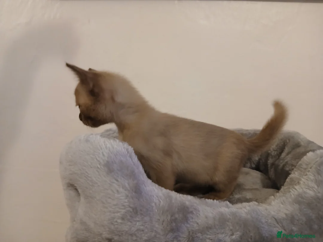Burmese cats for sale: Chocolate Burmese Boy. GCCF Registered - Advert 3