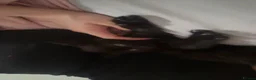 Mixed Breed cats for sale: Fluffy black kittens 🐈‍⬛  in Ferryhill - Advert 4