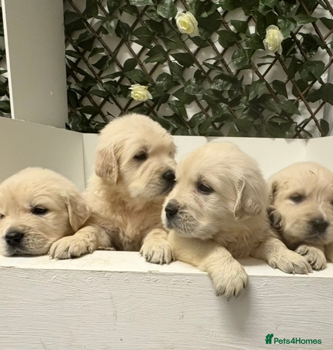 Golden Retriever dogs for sale: KC Golden Retriever Puppies for sale - Advert 1