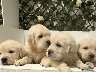 Golden Retriever dogs KC Golden Retriever Puppies for sale - Advert 1