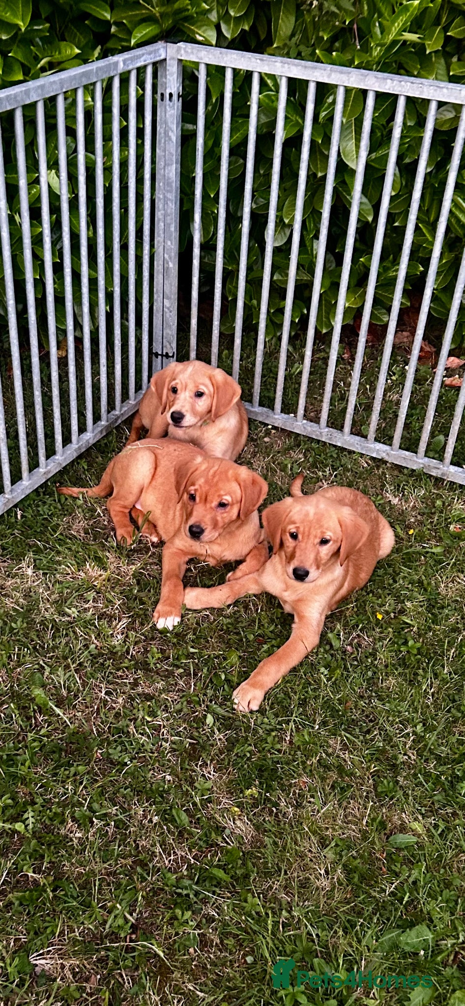 Goldador dogs  ♥️Gorgeous Puppies Ready For Walks ♥️ - Advert 8