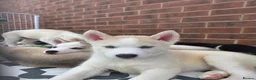Huskita dogs for sale: Puppies for sale - Advert 12