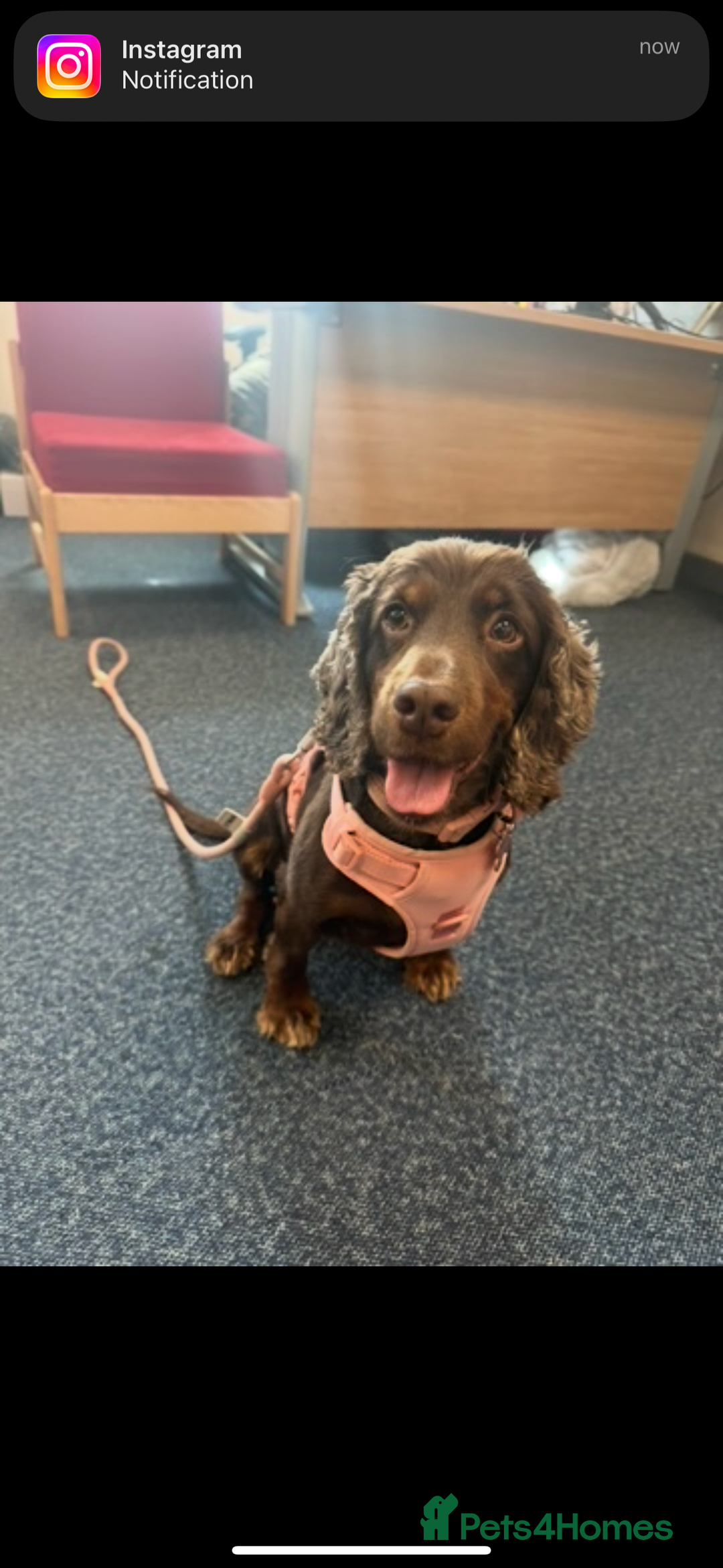 Cocker Spaniel dogs for stud: Working cocker spaniel (tan and brown)  - Image 1