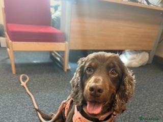 Cocker Spaniel dogs - Advert 16