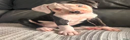American Bulldog dogs for sale: ❤️AMERICAN BULLDOG PUPPIES   1 GIRL LEFT ❤️🐾 - Advert 5