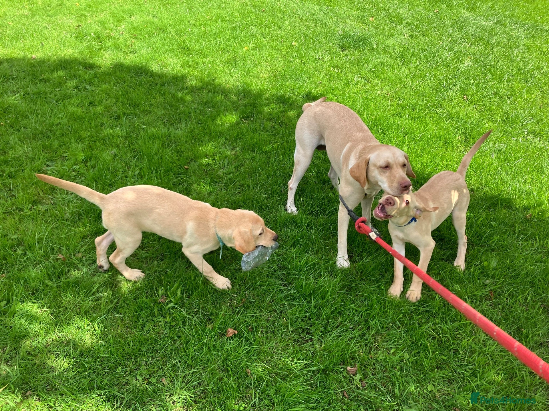 Labrador Retriever dogs Gorgeous Labrador Puppies, ready for forever homes - Advert 2