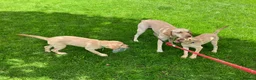 Labrador Retriever dogs for sale: Gorgeous Labrador Puppies, ready for forever homes - Advert 2