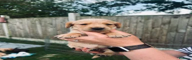 Cockerdor Puppy 3
