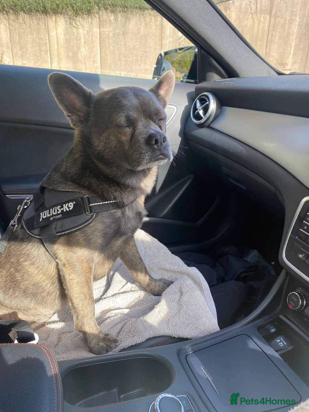 Mixed Breed dogs for sale: Ronnie  - Advert 23