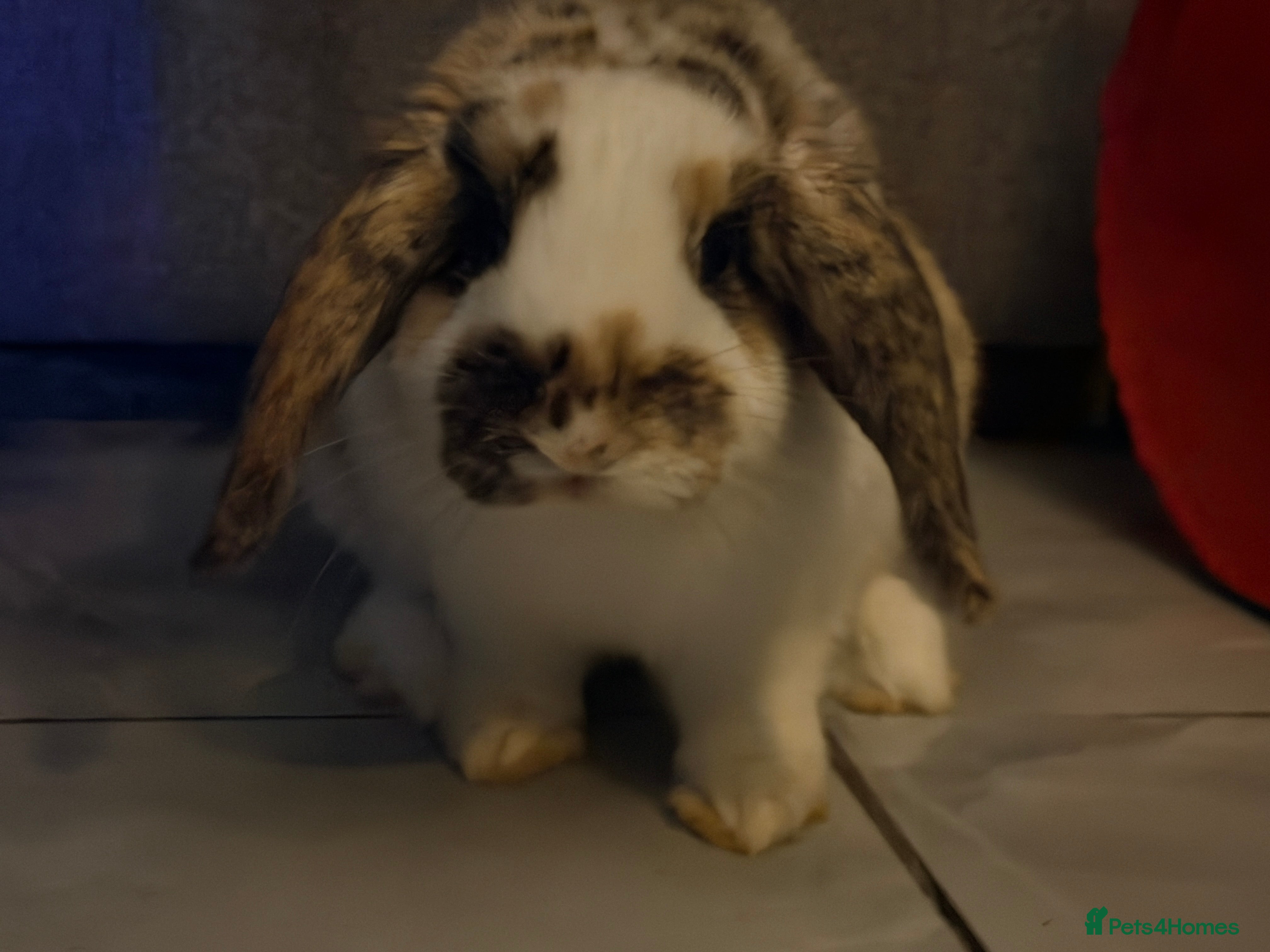 Mini Lop rabbits 2 mini lops for rehoming  - Advert 1