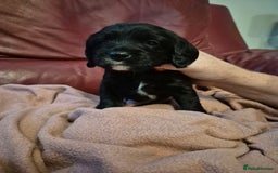 Mixed Breed dogs for sale: Poogle puppies for sale - Image 6