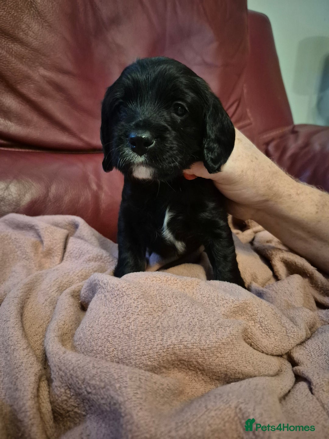 Mixed Breed dogs for sale: Poogle puppies for sale - Image 6
