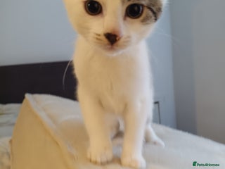 Mixed Breed cats - Advert 14