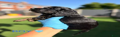 Cocker Spaniel 2