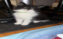 British Longhair cats for sale: Little boy  - Image 3